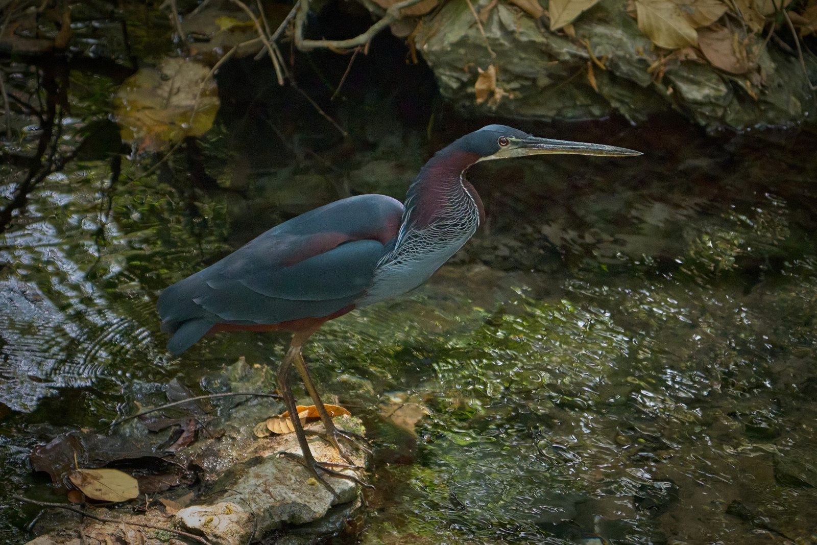 image Agami Heron
